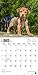 American Pit Bull Terrier Puppies 2017 Calendar