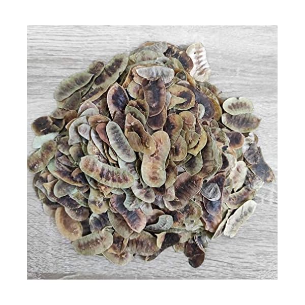 Getrocknete Senna Schoten Kräutertee 85g - 1,95 KG Prämie Qualität Senna Alexandrina (1950 gramm) – Bild 6