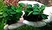Anubias Petite On Driftwood | Aquarium Plants Factory