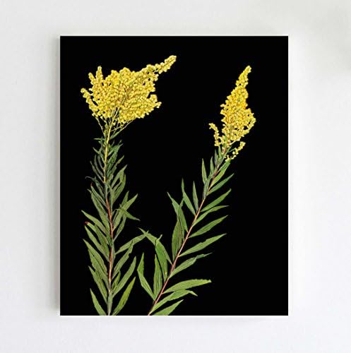 Goldenrod Pressed Flowers Botanical Print - Dark Floral Wall Art - 5X7, 8X10 or 11X14 Sizes- Unframed Print - Nature Photography