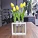 Ivolador Plant Propagation Station Terrariumin Wall Test Tube Vases Bud Tabletop Glass Wooden Stand with 5 Propagation Tubes for Propagating Hydroponic Plants Home Garden Wedding Decoration-Beige