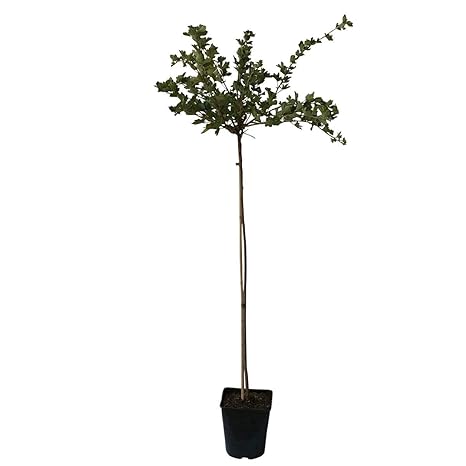 Müllers Grüner Garten Shop Captivator Stachelbeere wenig Stacheln rot Hochstamm ca. 80-90 cm Stammhöhe im 3-4 Liter Topf