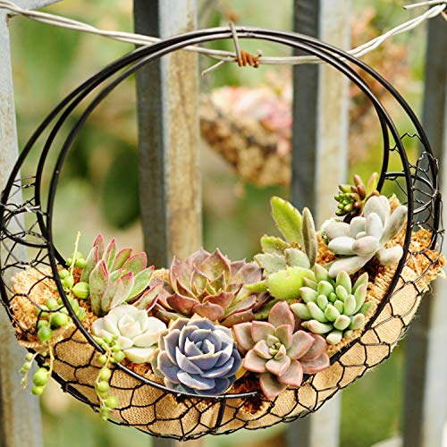 3 Succulent+Echeveria+Surprise+Rosette+Container