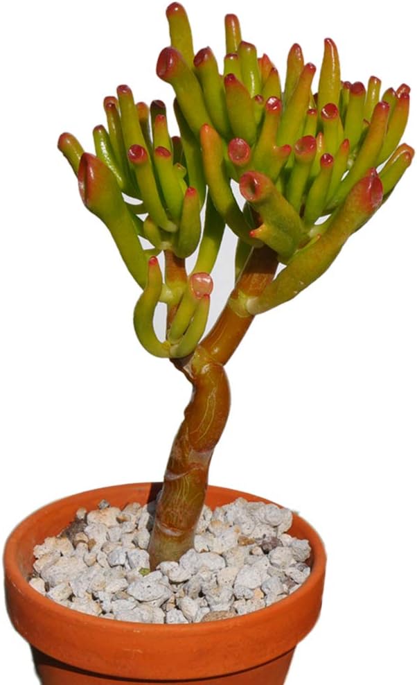 Crassula Ovata Gollum Jade Great for Bonsai House/Office Plant, 5'' - 6'' Live