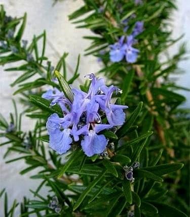 Rosemary Seeds - Rosmarinus officinalis -
