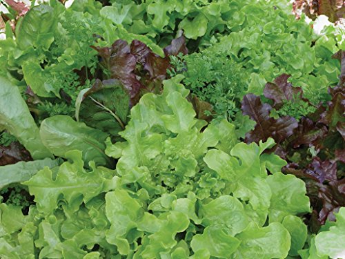 Burpee Classic Mix Mesclun Seeds 1500 seeds