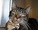 Business Cat Bow Tie - 2 Piece Set with Breakaway Collar (The Chairman Set)
