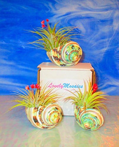 SET OF 3 BOXED AIR PLANT GIFT BOX, AIR PLANTERS, TILLANDSIA, TABLE PLANTERS, AIR PLANT HOLDER, AIR PLANT GIFT, LIVE PLANTS, HOUSE PLANTS, INDOOR PLANTS