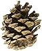 Winter Woods Natural Red Pinecones 7oz