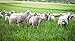 Farmily Portable Livestock Electric Net Fence for Sheep and Goat with Step-in Fence Post, 35