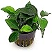 Potted Anubias Nana Aquarium Plant