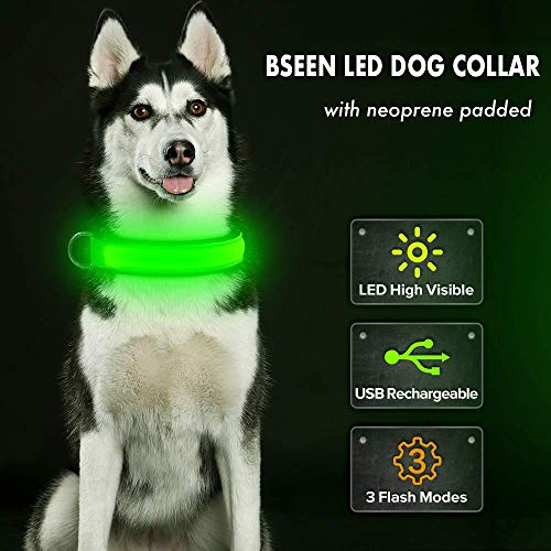 lighted dog