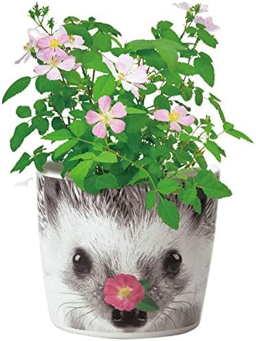 Amazon Co Jp ハナ アニマルズ ハリネズミ ミニバラ かわいらしい陶器ポット 栽培セット ホーム キッチン