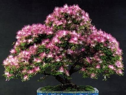 Pinkdose 25 Mimosa Persian Silk Tree Albizia Julibrissin Seeds Amazon De Garten Pinkdose 25 Mimosa Persian Silk Tree Albizia Julibrissin Seeds Amazon De Garten