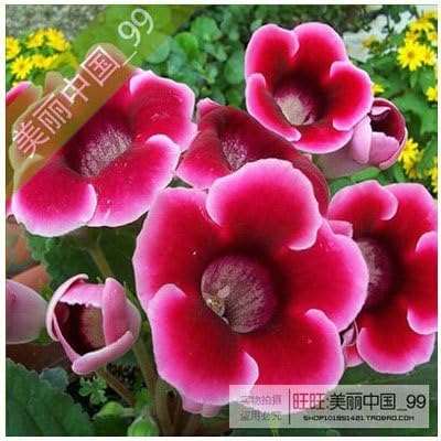 Amazon Co Jp 白鳥のカラフルなグロキシニアの花の種グロキシニアの植物100個 ホーム キッチン