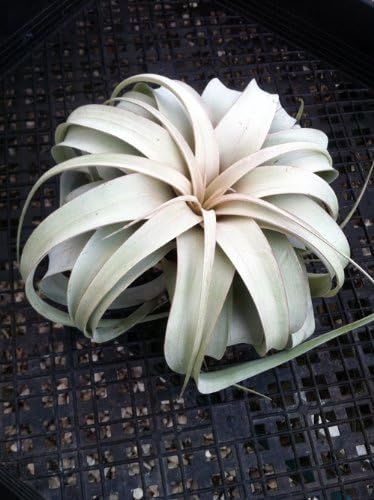 Tillandsia Air Plant Care