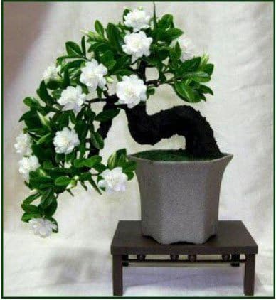 Thanatorn seeds store 100 Gardenia Seeds (Cape Jasmine )-DIY Home Garden Potted Bonsai