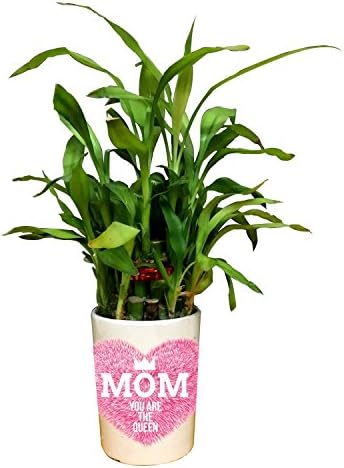YaYa cafe Birthday Gifts for Mom, Mom You are The Queen Feng Shui Lucky Bamboo Indoor Pot Planter with 1 Tier