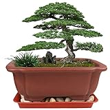 9” Bonsai Pot, MUZHI Large Zisha Bonsai Planter