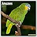 Amazon Parrot Calendar - Parrot Calendar - Bird Calendars - Calendars 2016 - 2017 Wall Calendars - Monthly Wall Calendar by Avonside