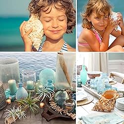 Giant Natural Conch Shell, Frog Seashell 1 Shell