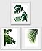 Monstera, Banana, Palm Leaf Prints, Set Of 3, Tropical Leaves, 8 x 10 Inches, Unframed