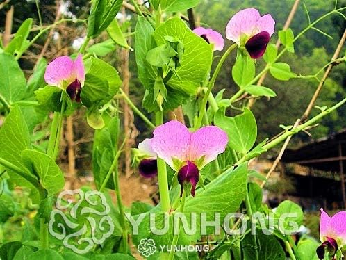 Pinkdose 10 Unids Guisantes Verdes Bonsai Alfa Rusa Vegetal ...