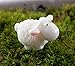 BeautyMood Miniature Fairy Garden Herd of Sheeps, Set of 6