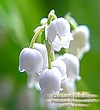 BULK x Lilly of the Valley Fragrance Oil - The delicate, white-green lily of the valley with heart notes of rose, jasmine and lilac - By Oakland Gardens (030 mL - 1.0 fl oz Bottle)