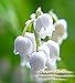 BULK x Lilly of the Valley Fragrance Oil - The delicate, white-green lily of the valley with heart notes of rose, jasmine and lilac - By Oakland Gardens (030 mL - 1.0 fl oz Bottle)