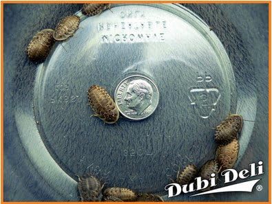 Dubia Roaches: Medium (3/4") - 8 Grams (Average Count 25)