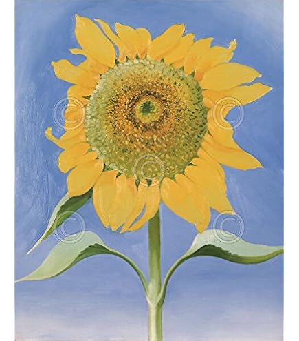 Amazon.com: Georgia O'Keeffe Sunflower New Mexico 1935 Art Print