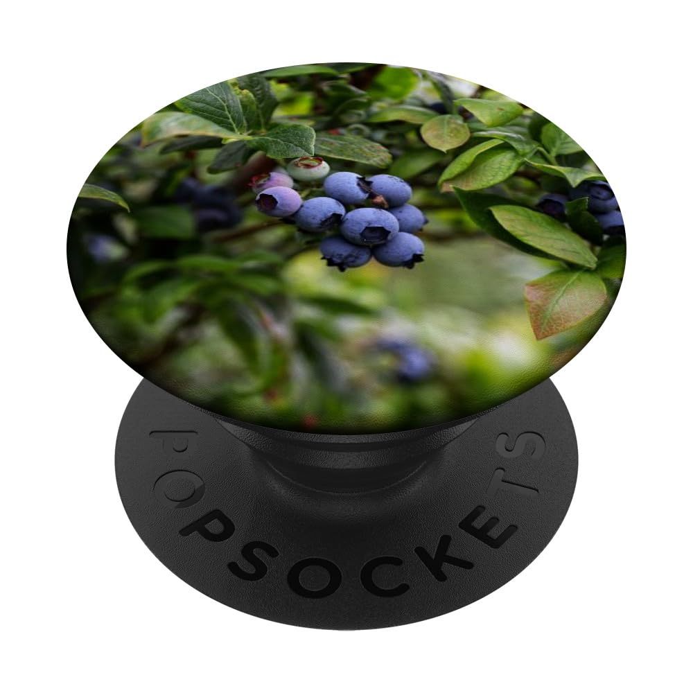 Blueberry Fruit Blueberries PopSockets Swappable PopGrip