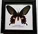 RARE FRAMED REAL BEAUTIFUL COMMON ROSE BUTTERFLY DISPLAY INSECT TAXIDERMY 5