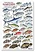 Gamefishes Tropical Atlantic and Caribbean Identification Card
