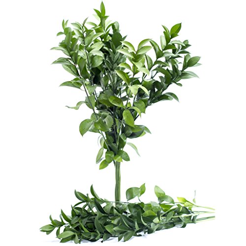 Fresh Cut Assorted Greenery - 120 Stems "20-24" long - Fillers to Make Floral Arrangements