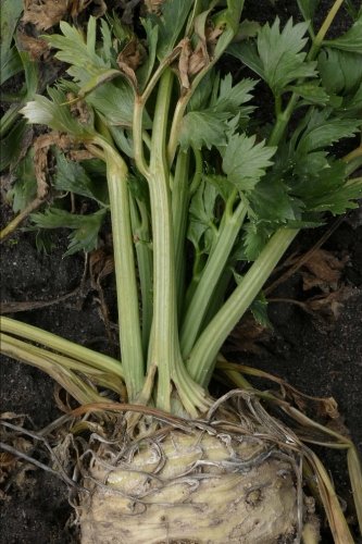 The Celery Root Journal: 150 page lined notebook/diary
