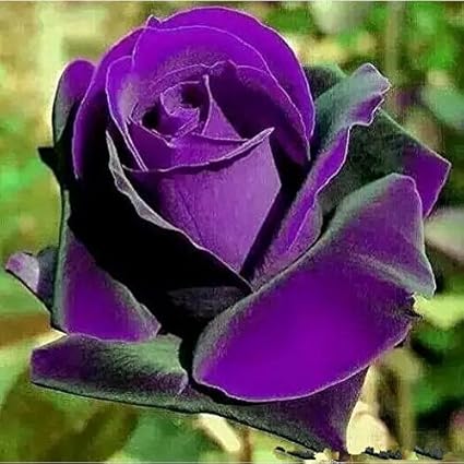 Amazon Com Bonsai Roses 200pc Germany Rare Purple Dragon Rose