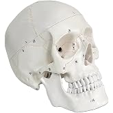 Human Skull Model, Life Size 3-Part Anatomical Model for Anatomy | with Removable Skull Cap and Articulated Mandible for Medical Student Human Anatomy Study Course,Professional Teaching Tool