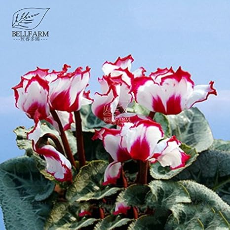 Amazon Co Jp Qc380mxt19 18 アイテム ダビツ10pcsシクラメン多年草の下着花種子赤紫 パープル白緑カラフルなホームガーデン花家宝 カラーqc380mxt19 ホーム キッチン