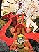 Naruto Anime Home Decor Wall Scroll Poster Fabric Painting Janpan Art Cosplay Uzumaki Uchiha Sasuke/Hatake Kakashi 23.6 x 35.4 Inches-587[A]