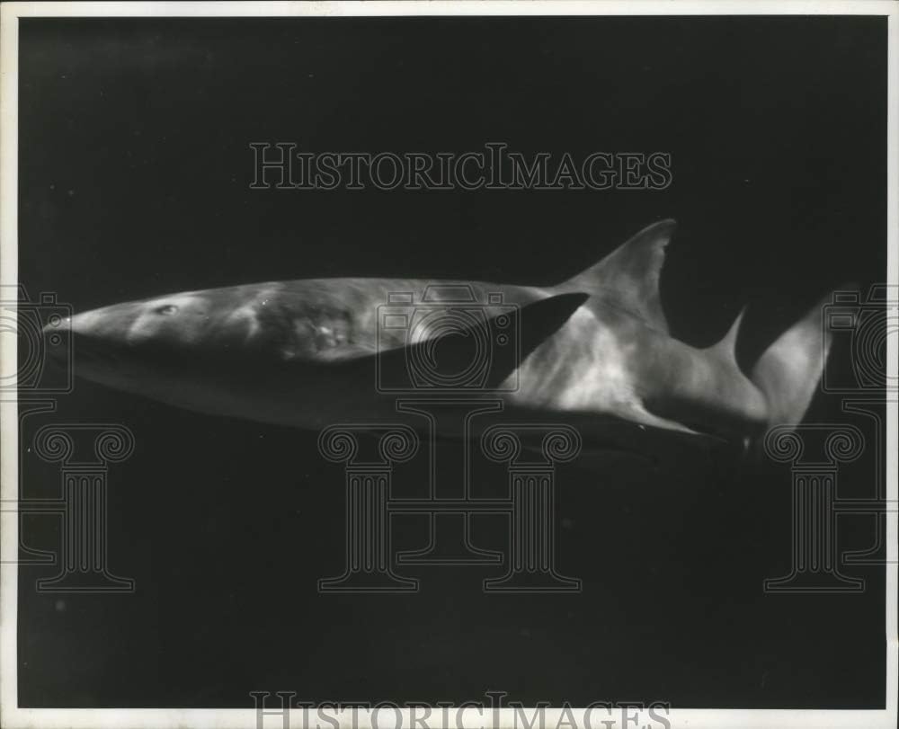 Historic Images 1962 Press Photo A Shark in a Tank at Seaquarium lfx010138.25 x10