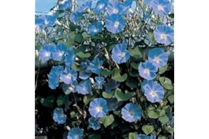 400+ Morning Glory Seeds - Heavenly Blue - Climbing - Beautiful