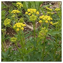 Everwilde Farms - 1 Lb Golden Alexanders Native