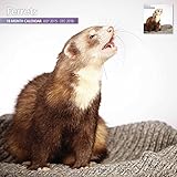 Ferrets 18 Month 2016 Wall Calendar