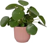 elho Vibes Fold Round 40 Large Plant Pot 100% Recycled Plastic Pink Ø39xH36 cm view 9