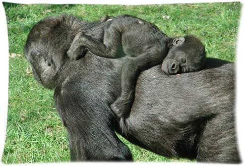 Amazon Com Cute Funny Baby Gorilla Sleeping On Its Mother S Back