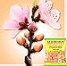HARIBO Gummi Candy, Peaches Gummy Candy, 5 Ounce Share Size Bags (Pack of 12) Delicious Soft & Chewy Sweet Snacks, Fruity Peach Flavor