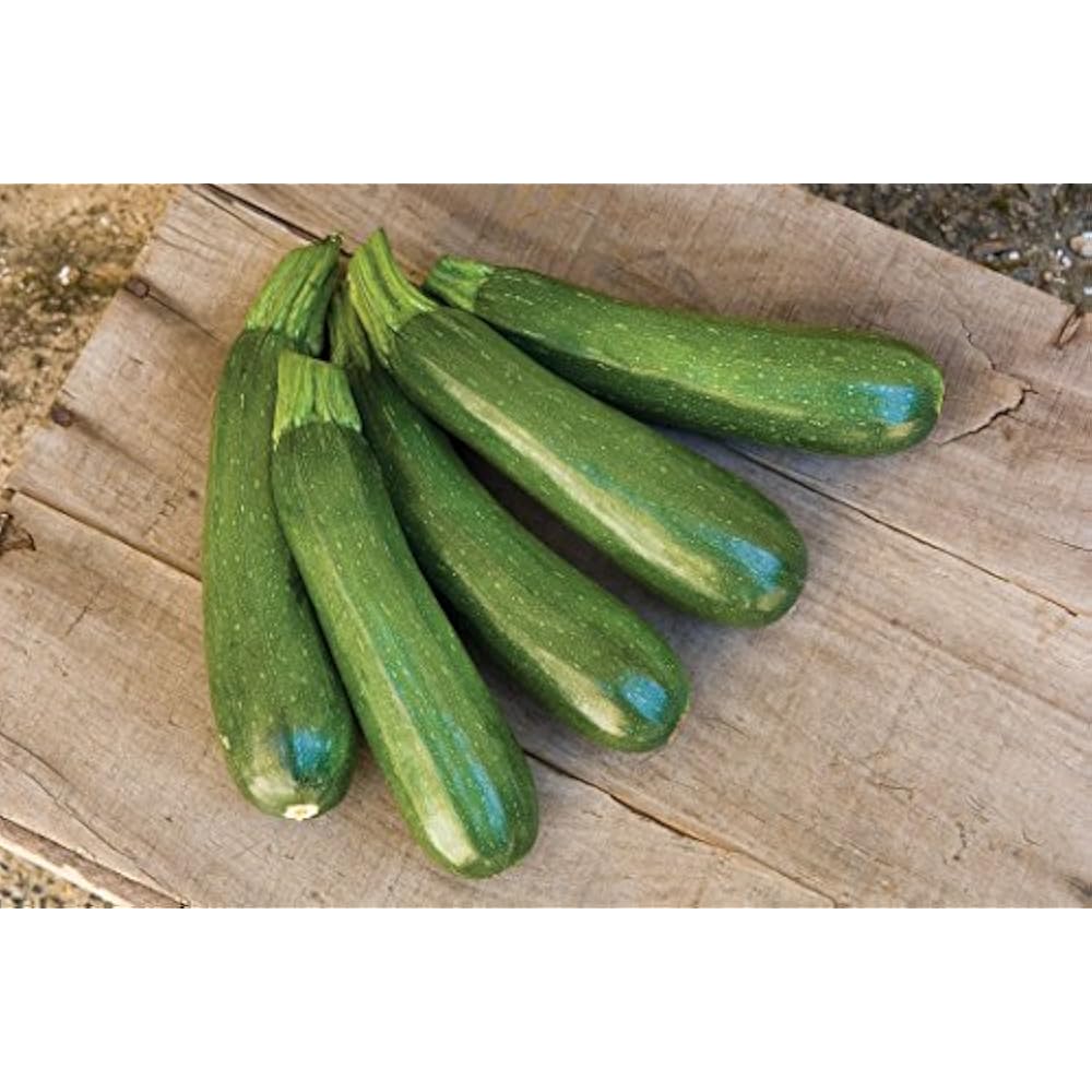 Burpee Fordhook Zucchini Summer Squash 50 Garden & Outdoor ...