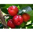 Barbados Cherry Trees Includes (4) Four Plants